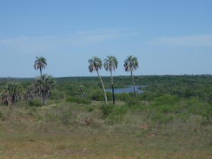 Arroyo El Palmar