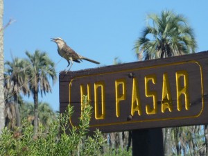 Oiseau a El Palmar