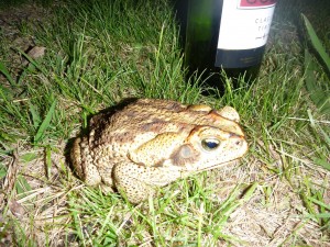 Crapaud geant a la nuit tombee