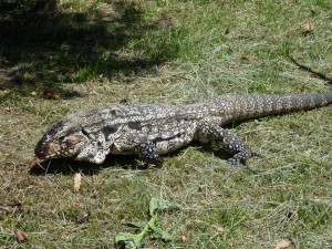 Iguane dans le camping