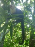 Notre premier singe costaricain